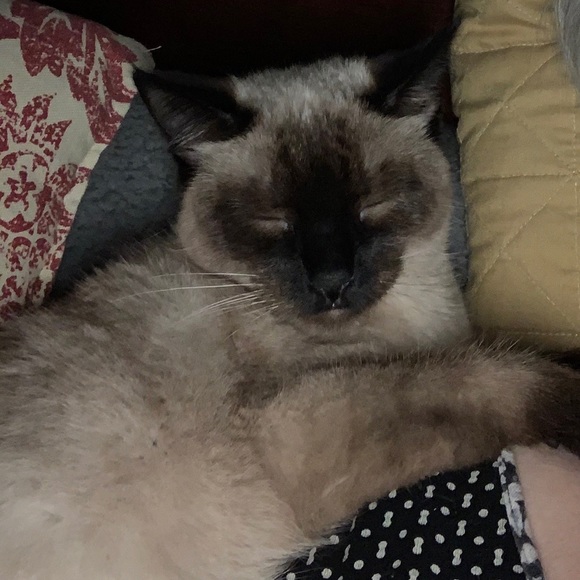 Meet your Posher, Jackie - Picture 4 of 4